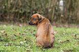 RODESIAN RIDGEBACK 204